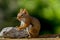 Adorable little red squirrel smiles and puts hands on rock