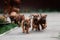 Adorable little Rhodesian Ridgeback puppies
