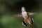 Adorable Little Rufous Hummingbird Hovering in Flight Deep in the Forest