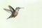 Adorable Little Rufous Hummingbird Hovering in Flight Deep in the Forest