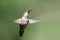 Adorable Little Rufous Hummingbird Hovering in Flight Deep in the Forest