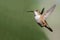 Adorable Little Rufous Hummingbird Hovering in Flight Deep in the Forest