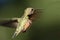 Adorable Little Rufous Hummingbird Hovering in Flight Deep in the Forest