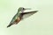 Adorable Little Rufous Hummingbird Hovering in Flight Deep in the Forest