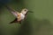 Adorable Little Rufous Hummingbird Hovering in Flight Deep in the Forest