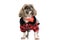 Adorable little shih tzu dog wearing jacket and red bandana and looking up