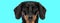adorable little teckel dachshund looking forward on blue background