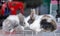 Adorable little white and brown rabbits are lounging on a white cage for sale