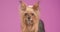 Adorable little yorkshire terrier dog in studio