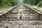 Adorable lonely golden retriever puppy sitting on train tracks with a blurred background