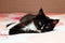 Adorable long haired black and white kitten lying on a bed