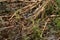 Adorable Long Tailed Tit, aegithalos caudatus, going down to marsh edge for drink