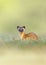 Adorable Long tailed weasel (Neogale frenata) in a natural area