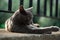 An adorable looking gray colored stray cat.