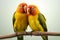 Adorable lovebirds agapornis fischeri paired and isolated on a pristine white background