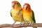 Adorable lovebirds agapornis fischeri paired and isolated on a pristine white background