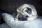 Adorable lovely dog pug sleep and rest