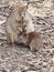 Adorable Lovely Mother Quokka with her Baby.
