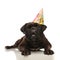 Adorable lying black boxer getting a surprise birthday party