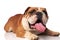 Adorable lying brown and white english bulldog with tongue expos