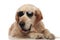 Adorable lying golden retriever with sunglasses looks to side