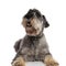 Adorable lying schnauzer pants and looks up to side