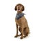 An adorable magyar vizsla with blue kerchief sitting on white background