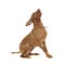 An adorable magyar vizsla sitting excited on white background