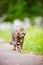 Adorable maine coon kitten outdoors