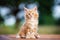 Adorable maine coon kitten outdoors