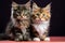 Adorable Maine Coon tortoiseshell kittens, playful feline siblings explore together