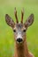 Adorable male of roe deer eating grass on green field in close-up