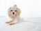 Adorable Maltese pedigree puppy pet has white beige long hair fur staying and waiting alone after playing with another animal