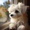 Adorable Maltese puppy sitting on windowsill, peering through the window
