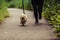 Adorable Maltipoo Dog in the Park