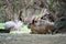 An adorable mara animal sits in an exhibit at the zoo