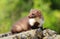 Adorable marten on stone