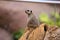 Adorable meerkat looking back while basking in the sun in the zoo