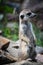 Adorable meerkat perched atop a rocky outcrop.