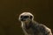 Adorable Meerkat, Suricata suricatta, with a dark green background