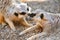 Adorable Meerkats play fighting