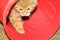 Adorable meowing tabby kitten palying. funny ginger kitty. pet at home