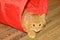 Adorable meowing tabby kitten palying. funny ginger kitty. pet at home