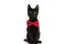 Adorable metis black cat wearing red bowtie and sitting in studio