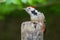 Adorable Middle spotted woodpecker perched atop a wooden post in a peaceful woodland setting