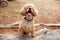 An adorable Mini French Poodle dog sitting on a log in a forest