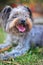 Adorable mini schnauzer terrier dog sitting on a grass field at the park, eagerly awaiting a toy to be thrown