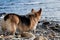 Adorable miniature British Shepherd dog without tail rear view. Pembroke Welsh Corgi tricolor walking on pebbly shore on of blue