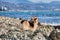 Adorable miniature British Shepherd dog without tail rear view. Pembroke Welsh Corgi tricolor walking on pebbly shore on of blue