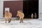 Adorable miniature horses and donkeys seen standing in front of barn or in its entrance